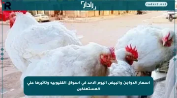 أسعار الدواجن والبيض اليوم الأحد في أسواق القليوبية وتأثيرها على المستهلكين